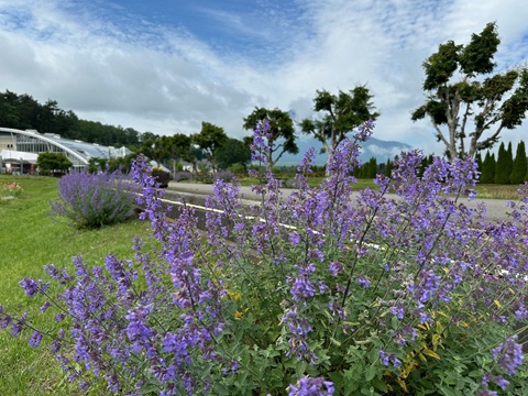 2025/06/12の写真