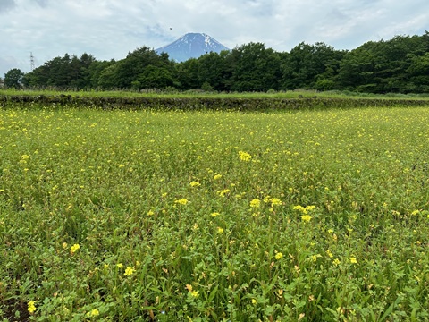 2025/06/12の写真