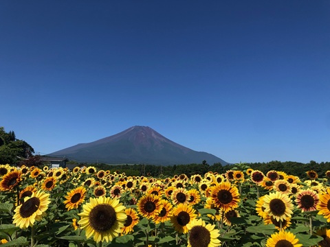 2025/07/30の写真