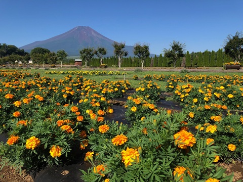 2025/07/30の写真