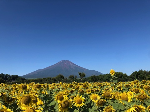 2025/07/30の写真