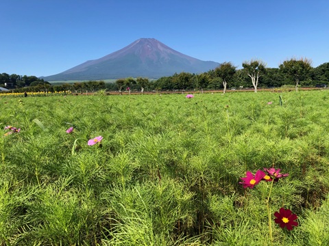 2025/07/30の写真