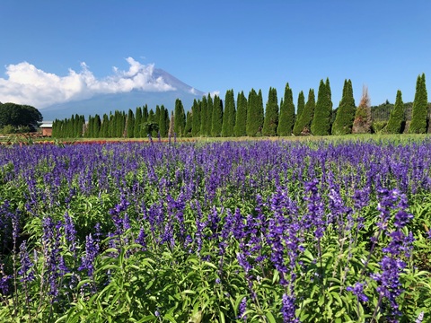 2025/08/20の写真