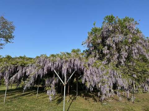 2026/05/17の写真
