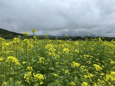 2026/06/09の写真