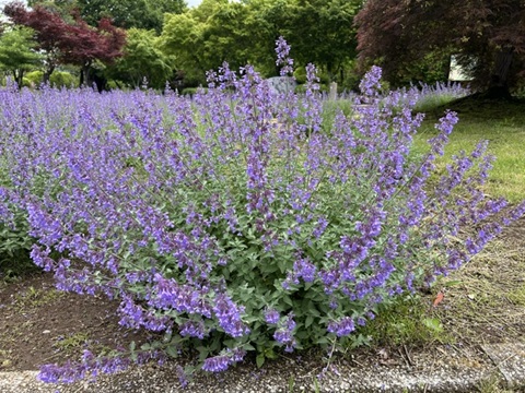 2026/06/09の写真