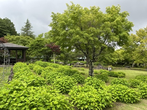 2026/06/09の写真