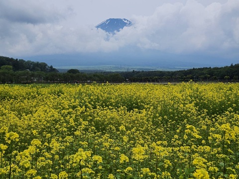 2026/06/14の写真