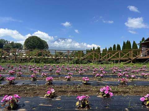 2026/07/09の写真