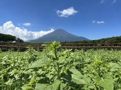 2026/07/25の写真