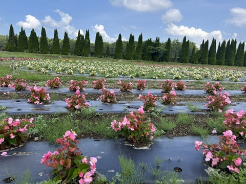 2026/08/02の写真