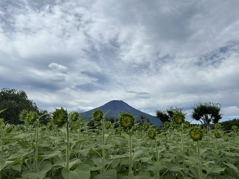 2026/08/28の写真