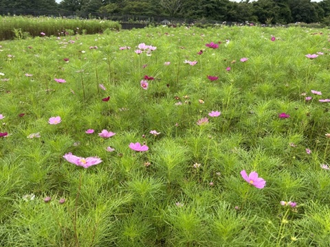 2026/09/01の写真
