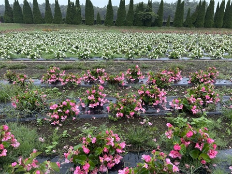 2026/09/10の写真