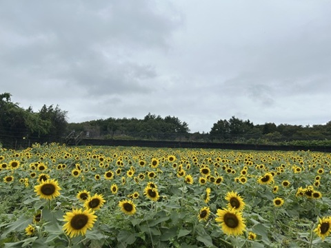 2026/09/27の写真