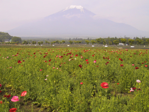 2005/06/08の写真