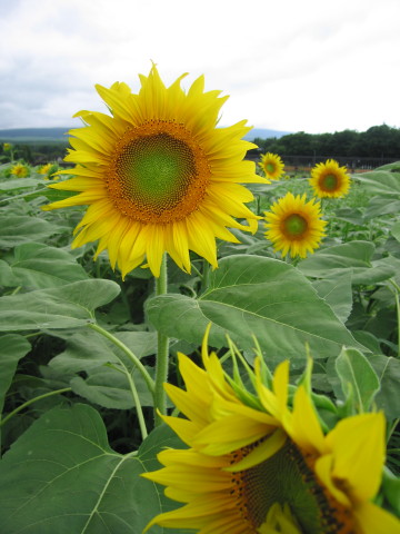 2010/08/04の写真