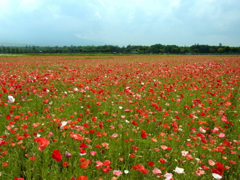 2011/06/30の写真