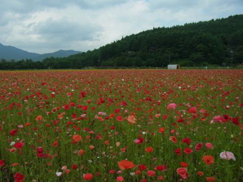 2011/07/06の写真