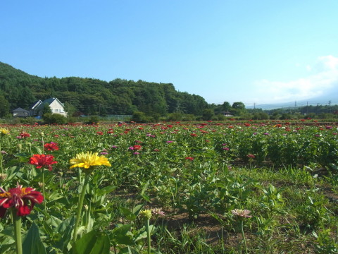 2011/07/15の写真