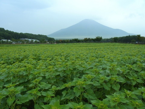 2011/07/27の写真