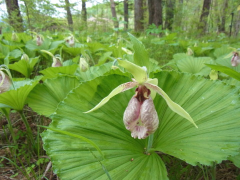 2012/05/15の写真