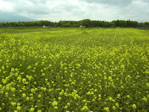 2012/06/07の写真