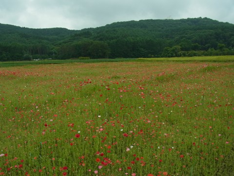 2012/07/03の写真