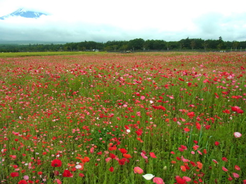 2012/07/07の写真