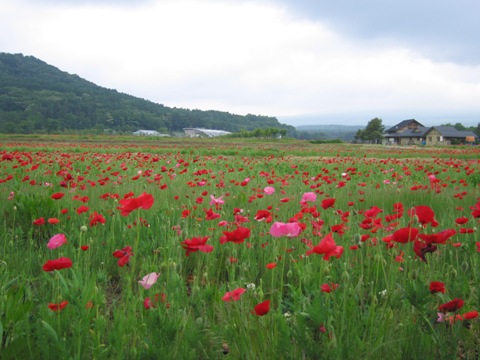 2007/06/07の写真