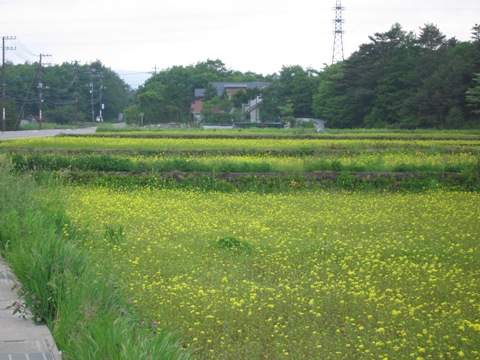 2007/06/07の写真