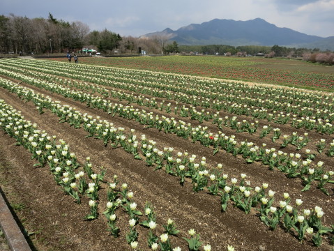 2013/04/26の写真