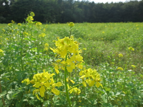 2013/06/08の写真