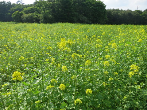 2013/06/08の写真