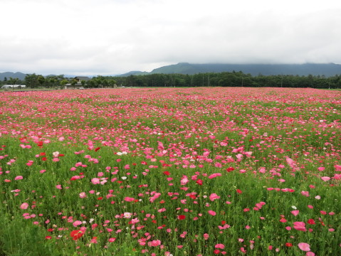 2013/07/04の写真