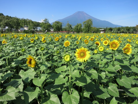 2013/08/07の写真