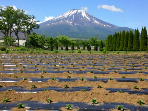 2015/05/30の写真