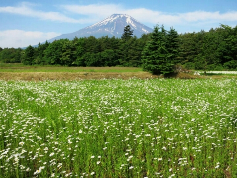 2015/06/02の写真