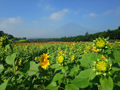 2015/08/03の写真