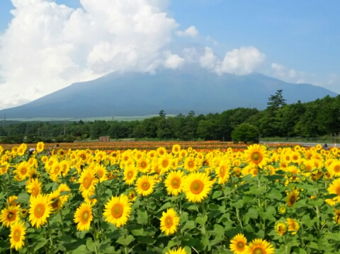 2015/08/07の写真