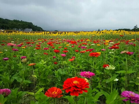 2015/08/21の写真