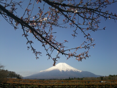 2016/04/12の写真