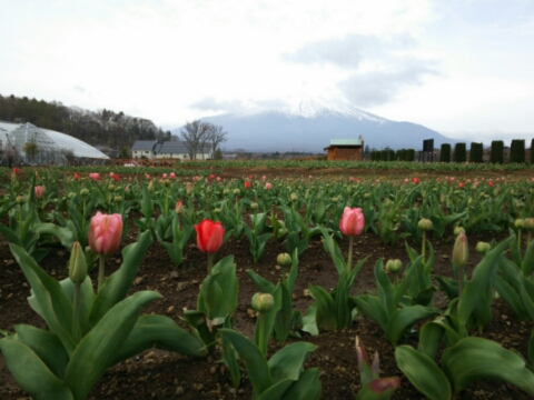 2016/04/21の写真